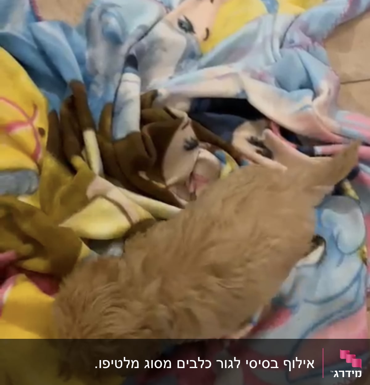 גור כלבים על שמיכה צבעונית על הרצפה